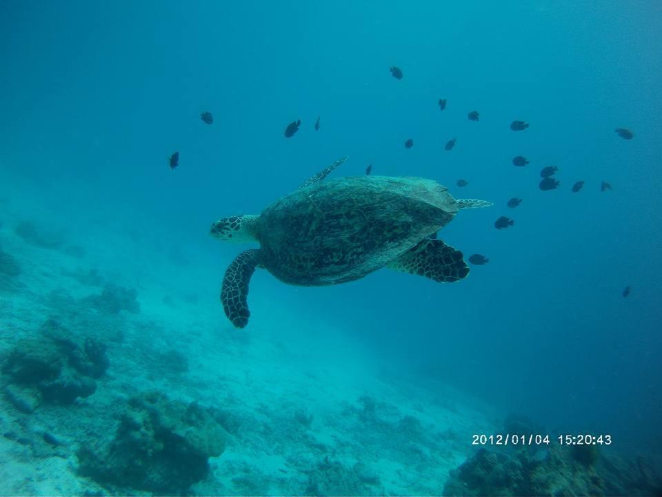 Libong Sea Breeze Resort المظهر الخارجي الصورة